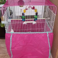 یک جفت طوطی برزیلی دستی با قفس|پرنده|آبیک, |دیوار