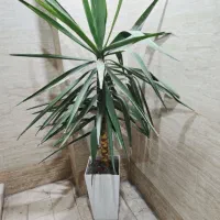 تعدادی گل آپارتمانی