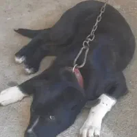 پیتبول|سگ|قشم, |دیوار