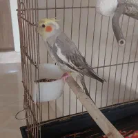 عروس هلندی نر و ماده