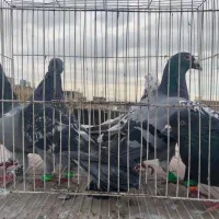 کفتر صید همه نر