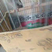 جفت عروس هلندی مولد|پرنده|پاکدشت, پاکدشت (مامازند)|دیوار