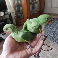 جوجه طوطی ملنگو شاه تخم