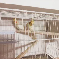 چند عدد عروس هلندی ویک عدد مرغ عشق نر