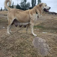 گمشده|سگ|اردبیل, |دیوار