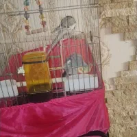 عروس هلندی با قفس وپایه