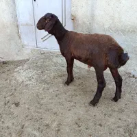 بره قوچ همو قزل افشار