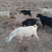 بز کهره دار و میش