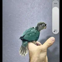 گیرنچیک آبی