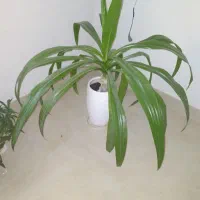 گل موزی،یا ذرتی