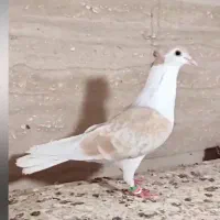 ساده هفرنگ جفتگاه|پرنده|رضویه, |دیوار