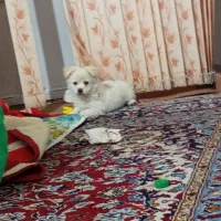 سگ گم شده در محدوده حکیم