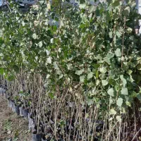 انواع نهال سیاه ریشه البالو گیلاس هلو..