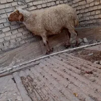 اهواز
