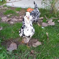 تخم مرغ گلین لری|حیوانات مزرعه|رشت, امین الضرب|دیوار