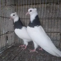 جفت کبوتر طوقی برای فروشی|پرنده|بابل, |دیوار