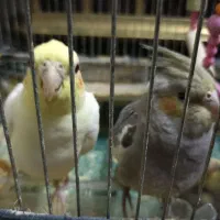 جوجه عروس دو ماهه