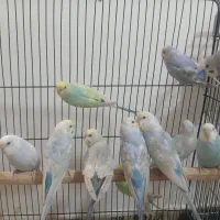 مرغ عشق ریمبو