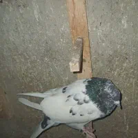 کفتر هم ماده هم نر|پرنده|شیروان (خراسان), |دیوار