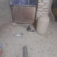 ابلق|پرنده|کرمانشاه, |دیوار