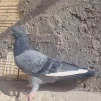 فروش یک عدد حیوون پرشی|پرنده|اردکان, |دیوار