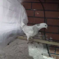 ابلغ|پرنده|پردیس, فاز ۸|دیوار