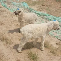 جفت بره نرماده