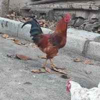 خروس|حیوانات مزرعه|خاو و میرآباد, |دیوار