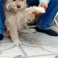 سگ پا کوتاه