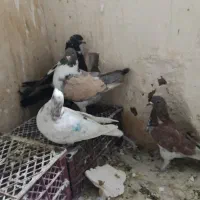 کفتر تهرانی پرشی و کینگ|پرنده|کرج, شهرک بنفشه|دیوار