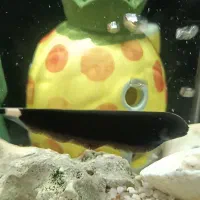 ماهی گوشتخوار