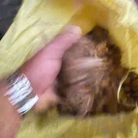 بزر زعفران