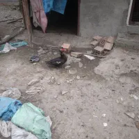 فروش مرغ واردک خارجی