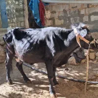 گاو و گوساله|حیوانات مزرعه|بازفت, |دیوار