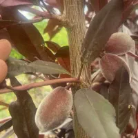 نهالستان ایران سبز نهال