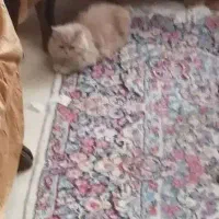 گربه پرشین|گربه|کرمان, |دیوار