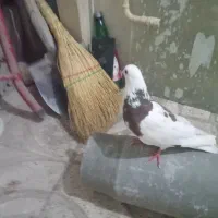 یک عدد کفتر قرمز سفید