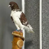 قزمز سینه سفید