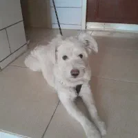 واگذاری سگ شیتزو نر 3سال