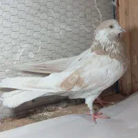 کفتر پرشی|پرنده|قم, باجک دو|دیوار