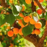 پیش فروش نهال زردآلو شکرپاره|خدمات باغبانی و درختکاری|تاکستان, |دیوار