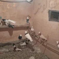 طوقی