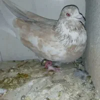 مرغ‌معاوضه‌کبوتر‌با.مرغ|پرنده|بابا حیدر, |دیوار