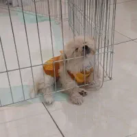 سگ شیطون و بازیگوش