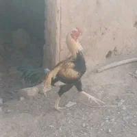 خروس لاری|حیوانات مزرعه|اسفراین, |دیوار