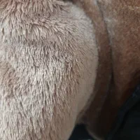 کاپشن و ست تدی|کفش و لباس بچه|قم, نخودی|دیوار