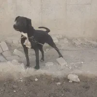 سگ ماده پیت پول|سگ|تهران, عباسی|دیوار