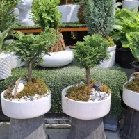 ارائه انواع گیاه بنسای توسط گلخانه هشت بهشت