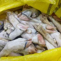 کله پاچه چپش،تکه،شیشک، گوسفند موجود میباشد