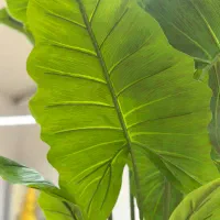 درختچه بابا آدم مصنوعی|گل مصنوعی|آمل, |دیوار